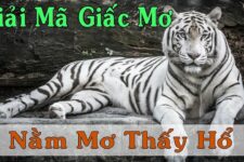 Giải Mã Giấc Mơ Thấy Hổ: Ý Nghĩa Tiềm Ẩn Và Những Con Số May Mắn
